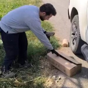 yarali baykus tedavi icin teslim edildi Ip9qt4BJ