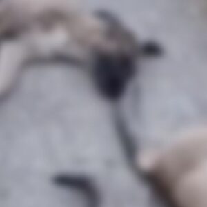 yuksekovada hayvanlari zehirlediler 10 kopek 5 kedi 3 tilki bnbePMTQ