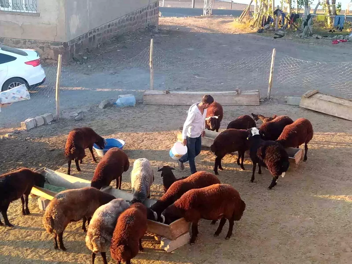 patnosta kucukbas hayvan bakimi TqdYn5rk