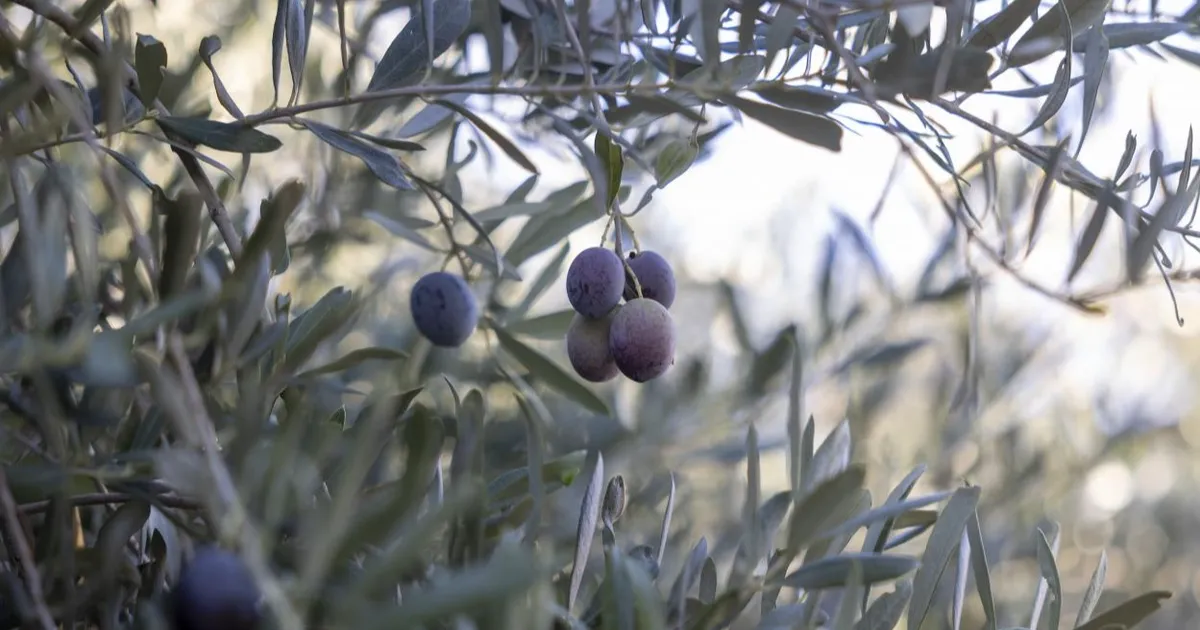 mersin buyuksehirin fidanlari ureticinin umudu oldu 1g5GleM4.webp