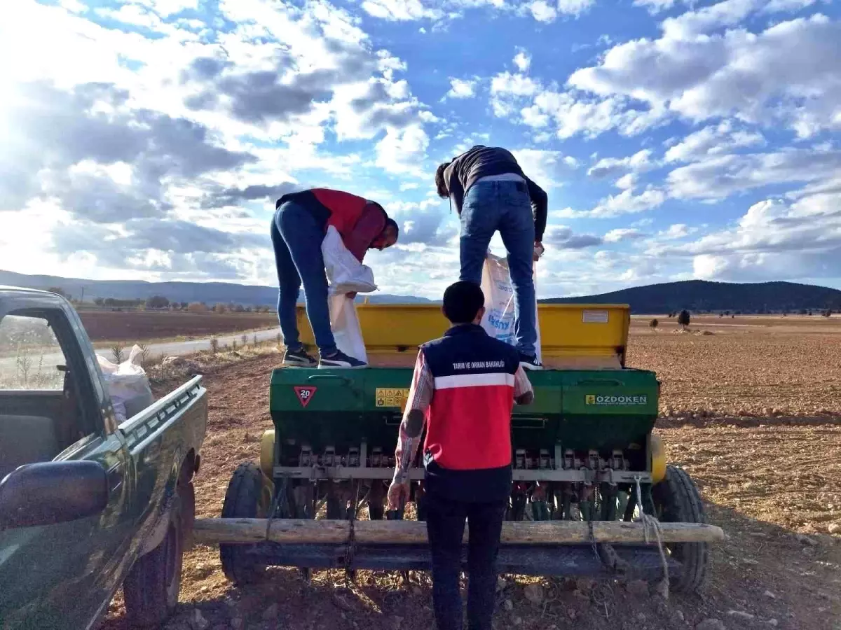 cavdarhisarda tohum dagitimi ve ekim calismalari basladi fw8euLia.jpg