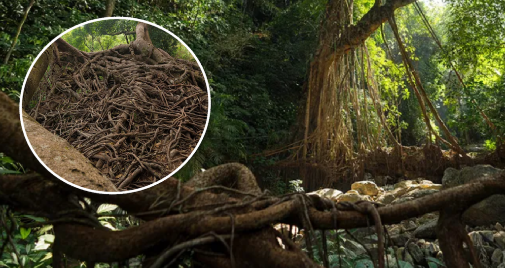 agac-koklerini-orerek-merdiven-ve-kopru-yapiyorlar-2Si975uF