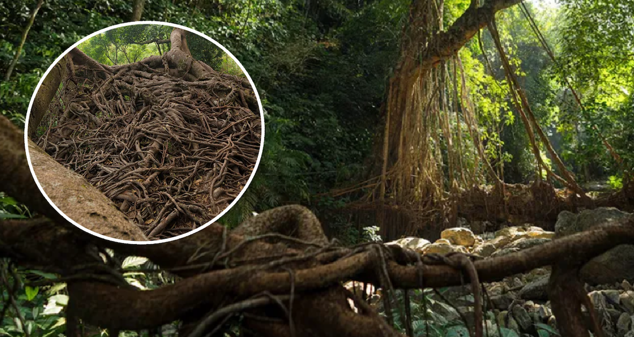 Doğanın Gücü: Ağaç Kökleriyle Yapılan Merdiven ve Köprüler