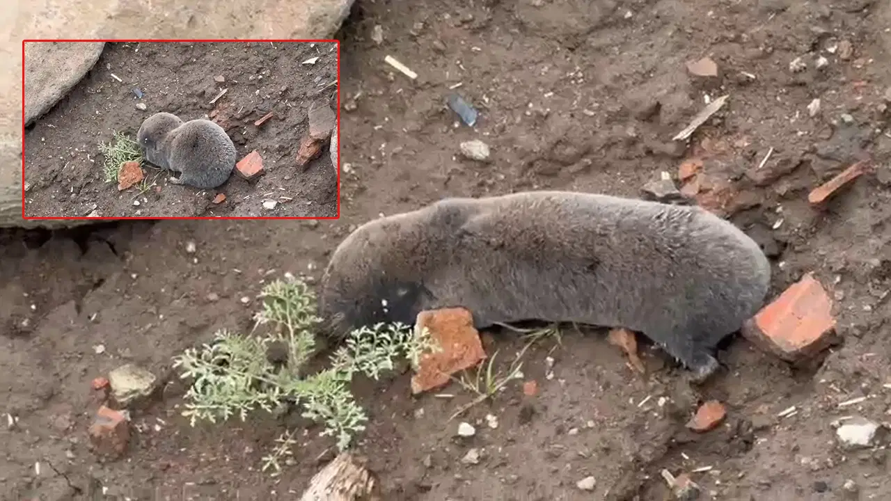 Diyarbakır’da Görülen Nadir Canlı: Yer Altının Gizemi ‘Kör Fare’ Yüzeye Çıktı!