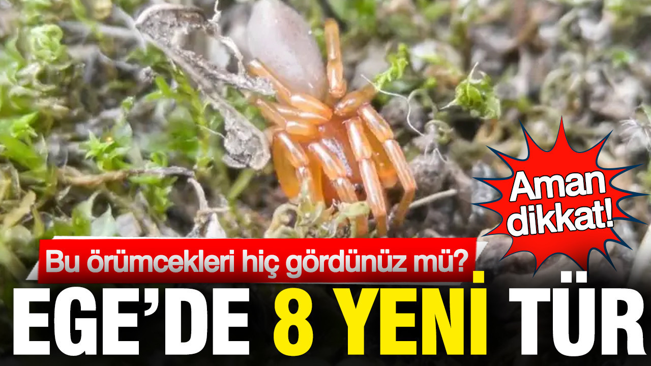 egede-8-yeni-orumcek-turu-dFJYaYvF